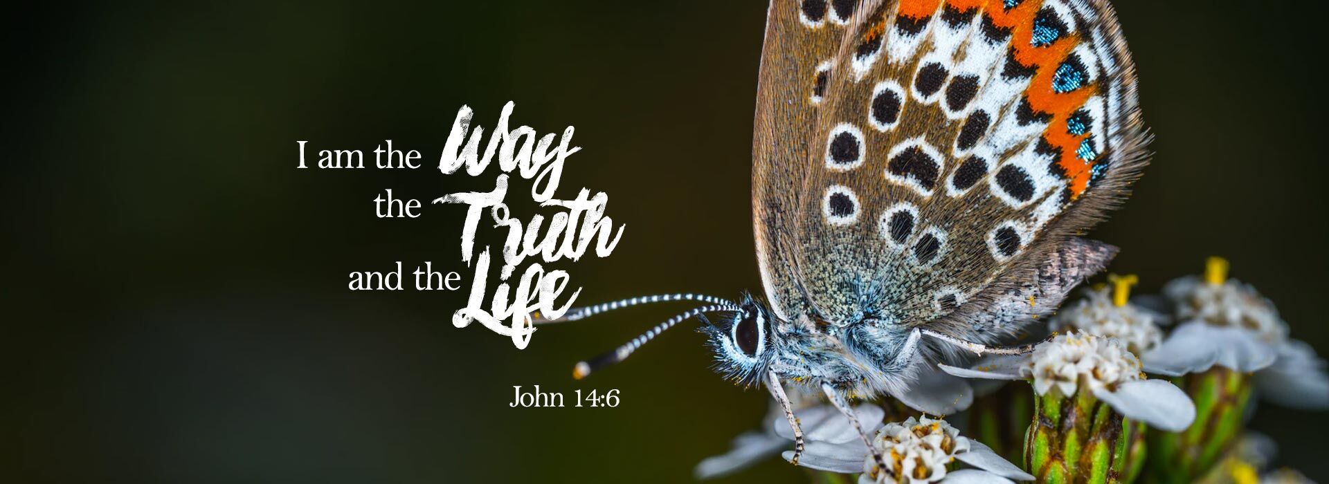 Fifth Sunday of Easter